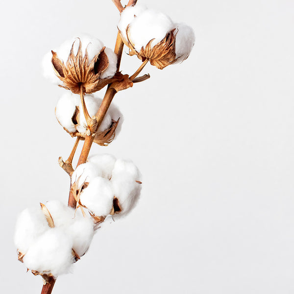 Cotone tradizionale o cotone organico: quale scegliere?